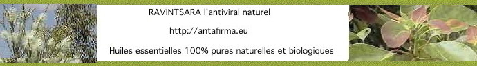 Ravintsara l'antiviral naturel