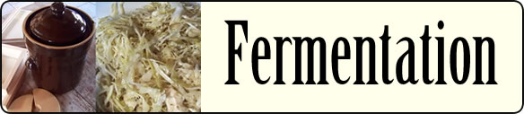 fermentation