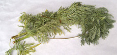 recette de Recette thé à l’absinthe