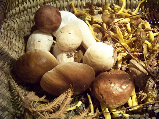 panier c&egrave;pes