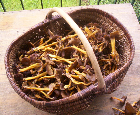  image . chanterelle