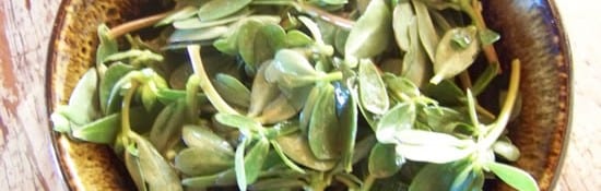 Une simple salade de pourpier avec une citronnette. Une salade verte originale et bien agréable !