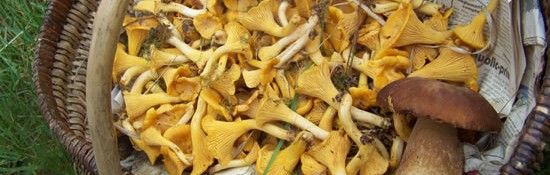 panier de girolles au début de l'été