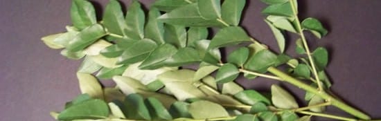 feuilles de curry