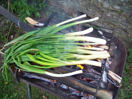 On fait cuire les calçots directement à la flamme du feu de bois