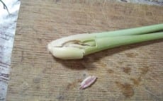 citronnelle écrasée