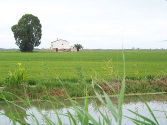 rizières de l'Ebre