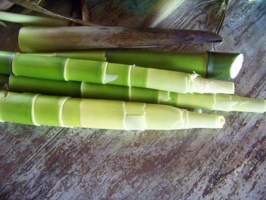 pousses de bambou fraîches