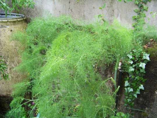 fenouil sauvage