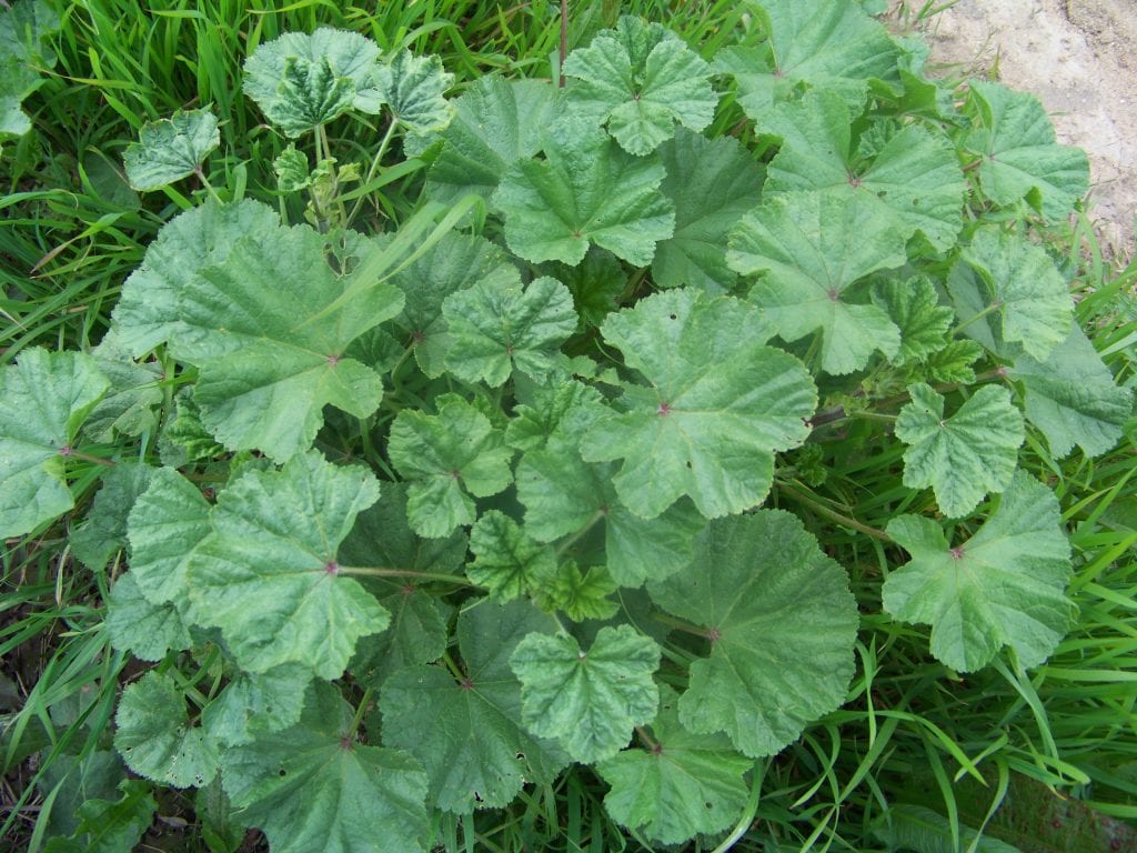 mauves une plante sauvage qui se préparer comme les épinards