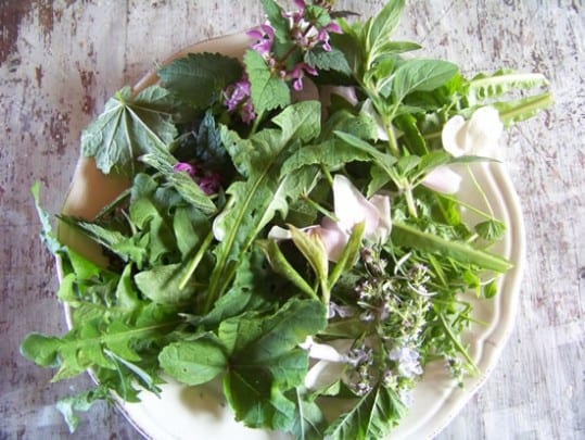 panier d'herbes sauvages