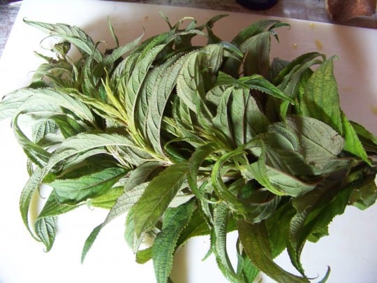 plante mystère...