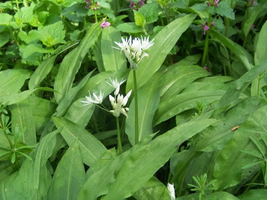 ail des ours en fleur