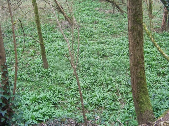 ali des ours en sous-bois