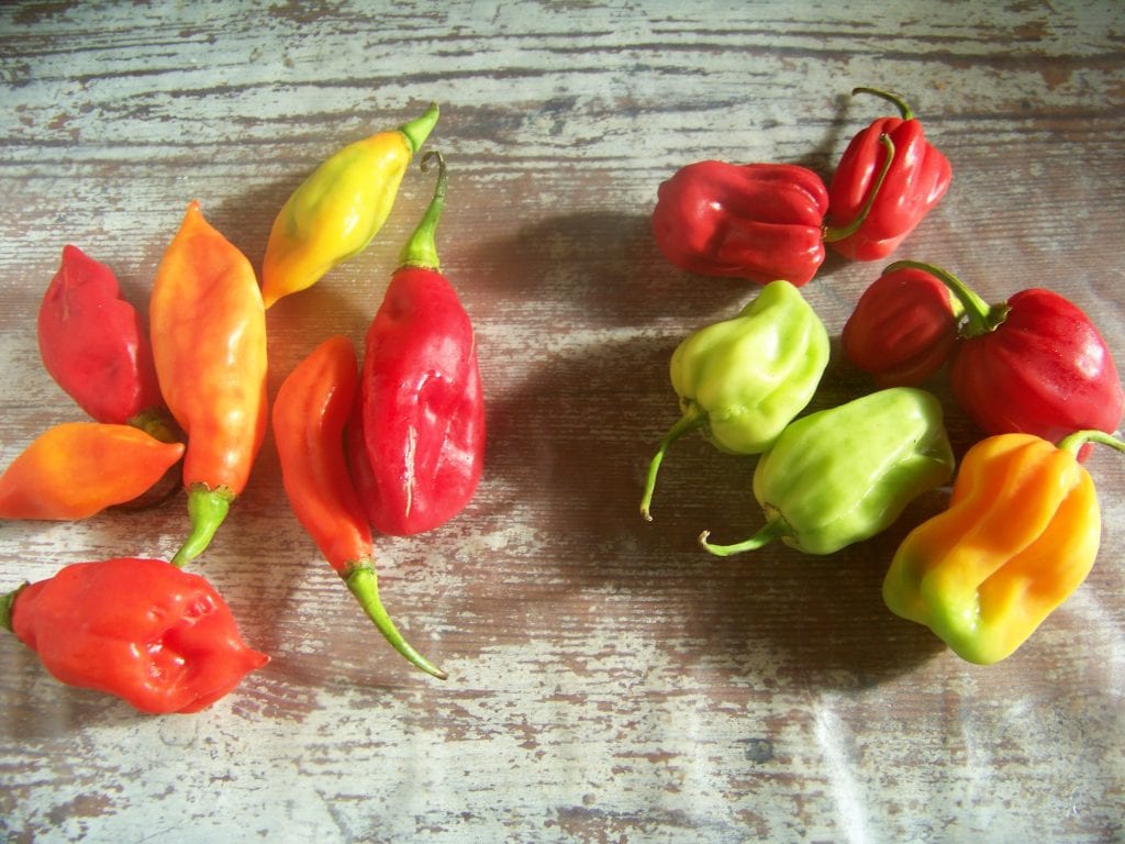 piments végétariens et piments habaneros